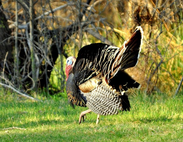 Wild Turkey – Male | Carlsbad, New Mexico | April, 2011