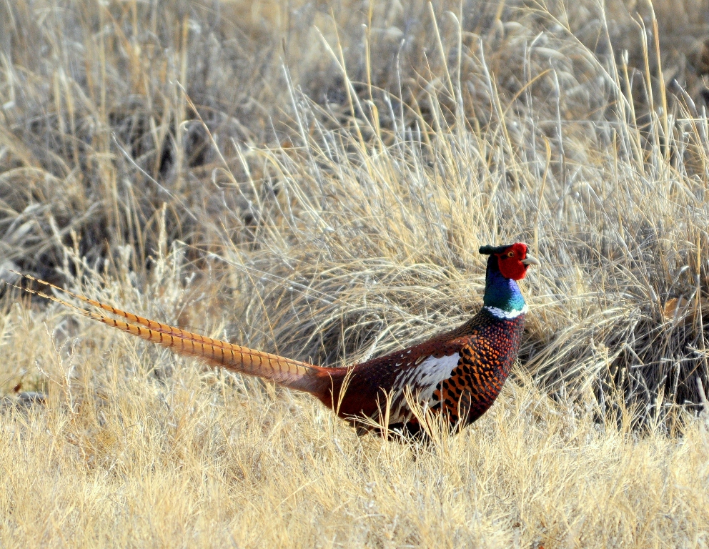 Ring-necked Pheasant – Male | Bosque del Apache | March, 2010
