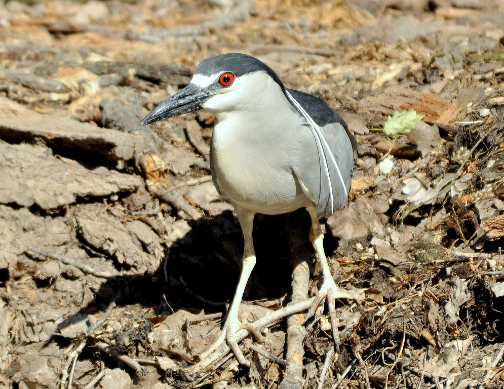 Black-crowned Night-Heron | Albuquerque, New Mexico | May, 2010