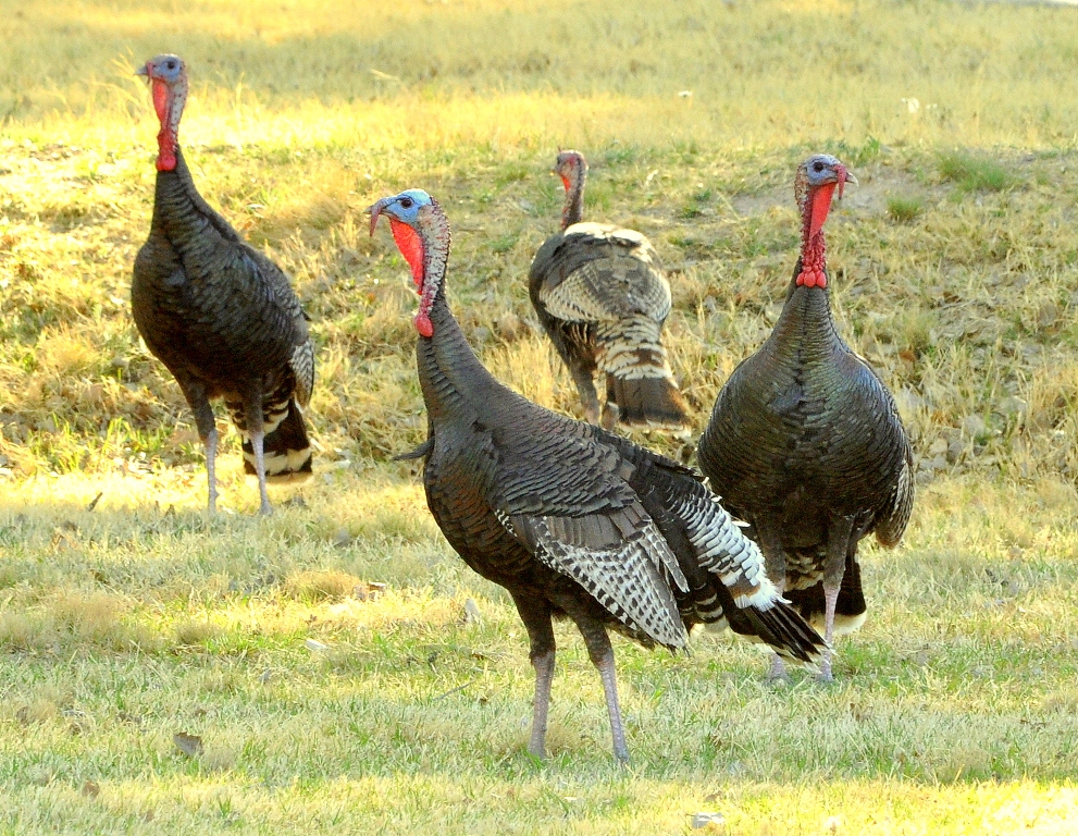 Wild Turkeys – Immature Males | Carlsbad, New Mexico | April, 2011