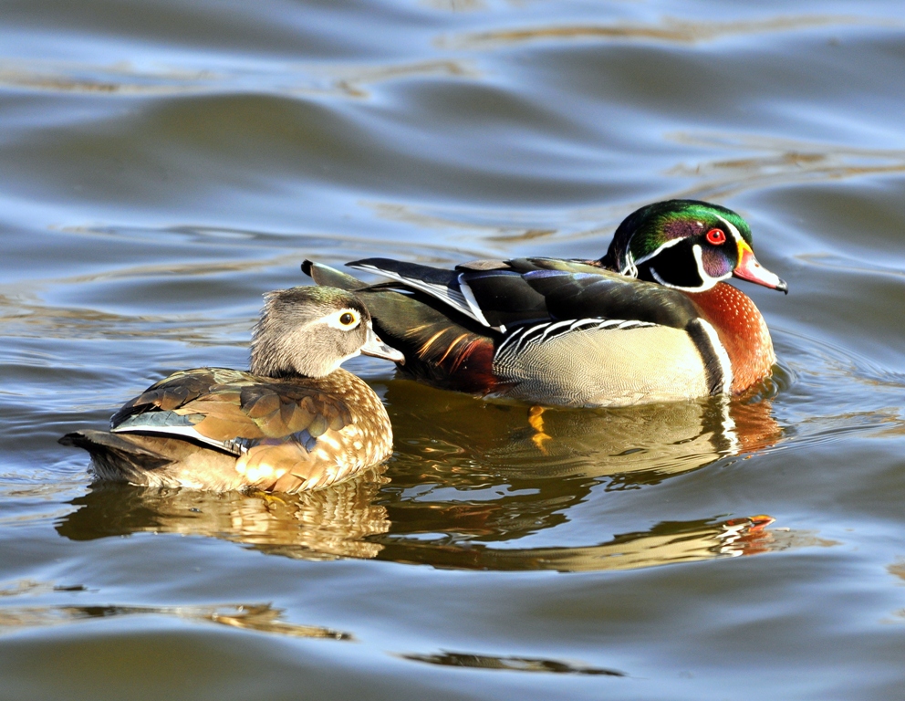 Wood Ducks – Male and Female | Albuquerque, NM | March, 2011