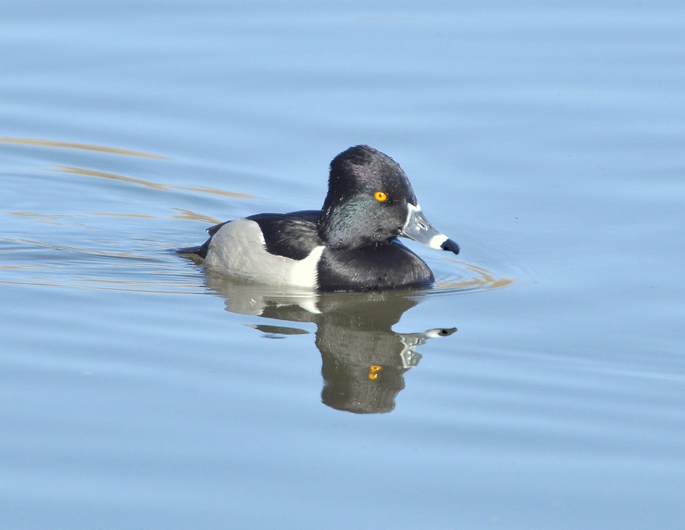 Ring-necked Duck – Male | Albuquerque, New Mexico | January, 2011