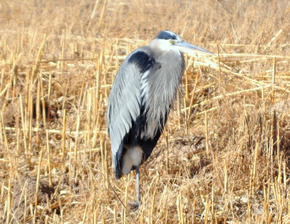 Great Blue Heron | Bosque del Apache | January, 2011
