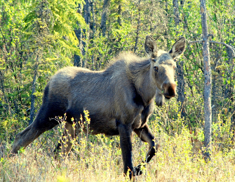 Moose – Immature Bull | Tok, Alaska | May, 2009