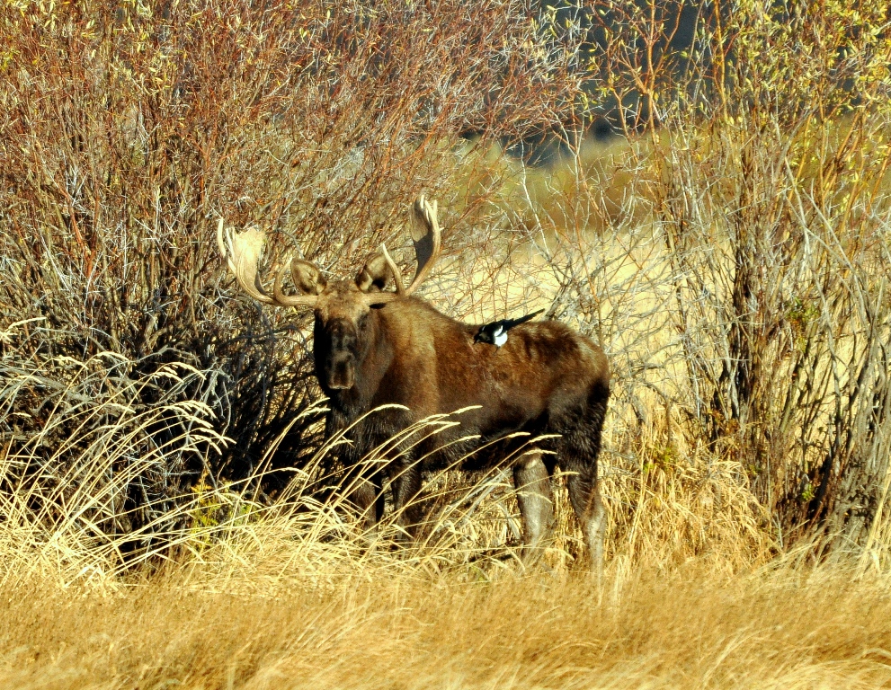 Moose – Bull | Walden, Colorado | October, 2011