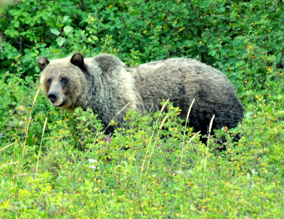 Grizzly Bear | Glacier National Park | September, 2010