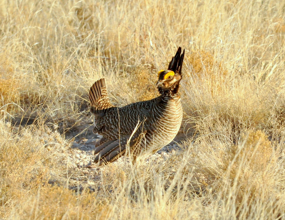 Lesser Prairie-Chicken – Male | Roswell, New Mexico | April, 2011