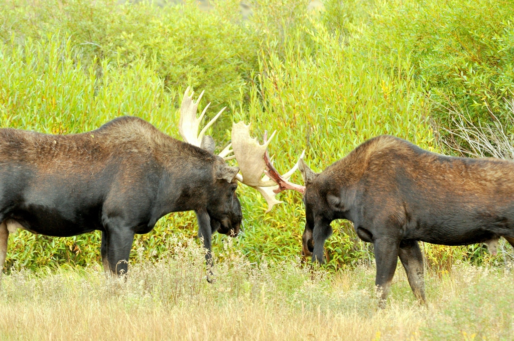 Moose – Bulls | Walden, Colorado | September, 2010