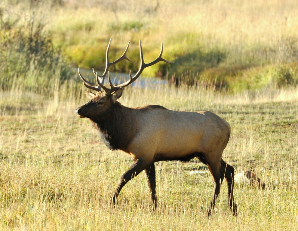 Elk – Bull | Grand Lake, Colorado | October, 2011