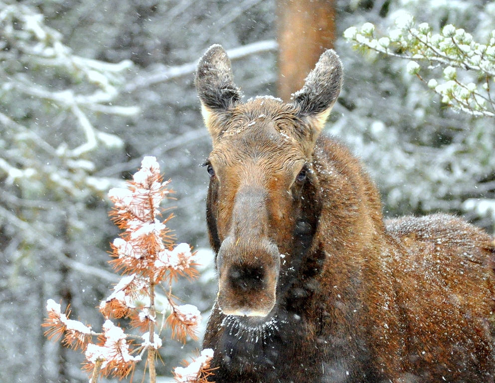 Moose – Cow | Grand Lake, Colorado | October, 2011