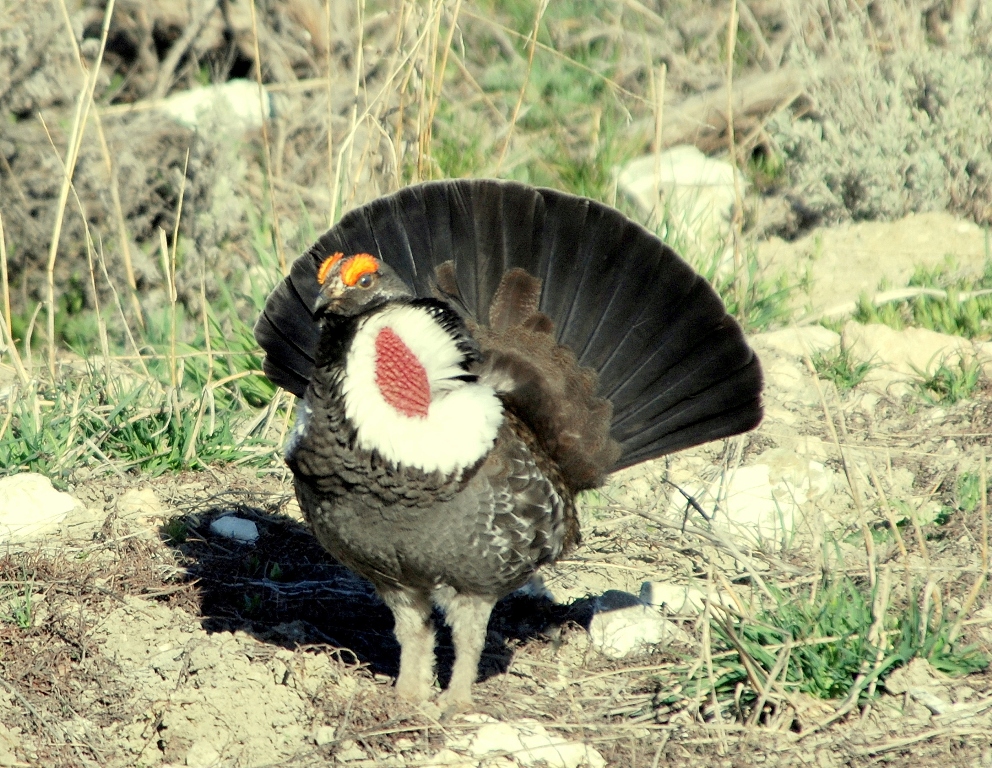 Blue Grouse – Male | Burgess Junction, Wyoming | May, 2009