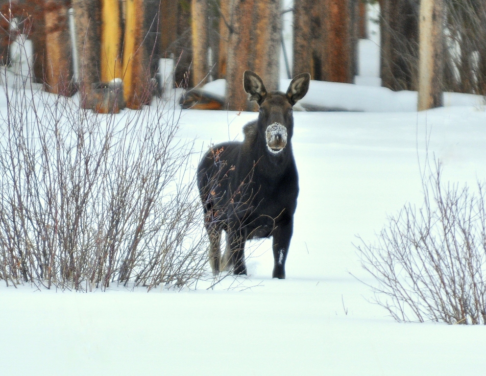 Moose – Immature Bull | Walden, Colorado | January, 2011