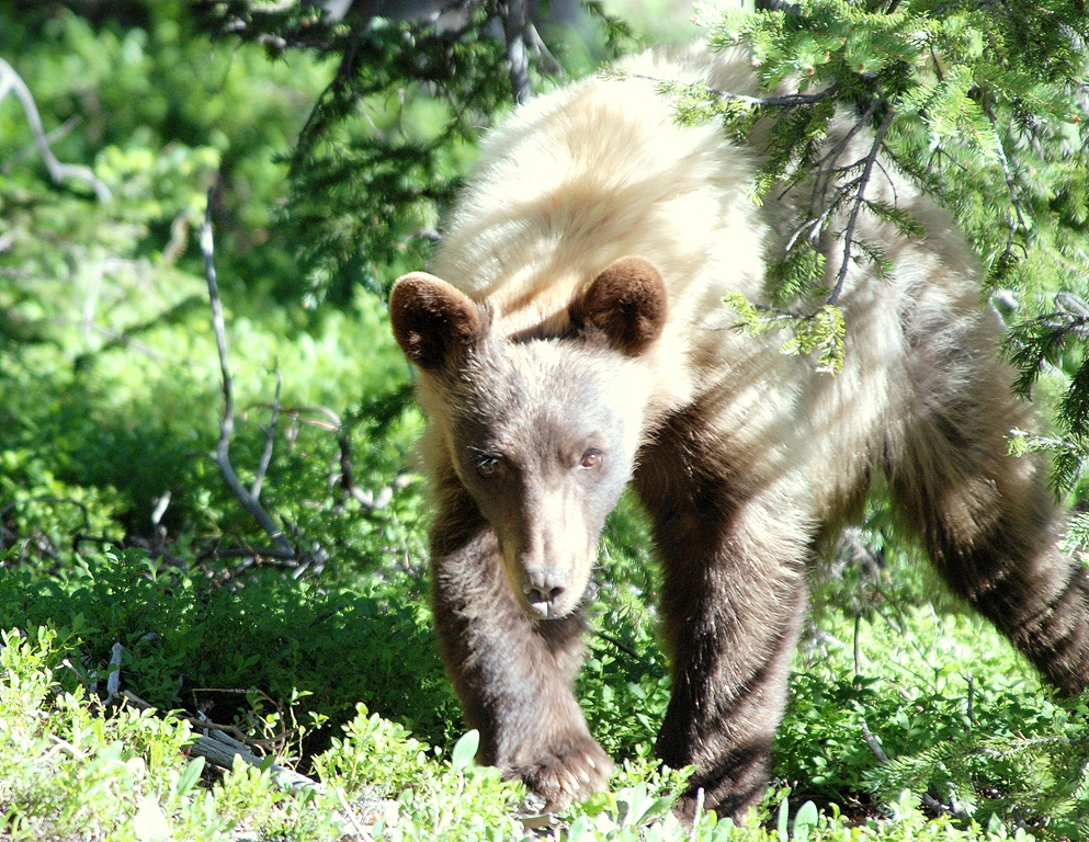Black Bear | Southfork, Colorado | July, 2009