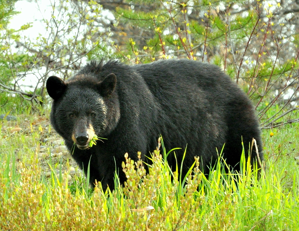 Black Bear | Chetwynd, British Columbia | May, 2011