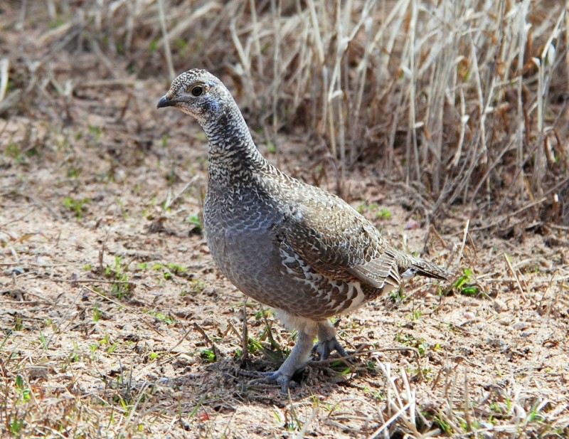 Blue Grouse – Female | Burgess Junction, Wyoming | May, 2011