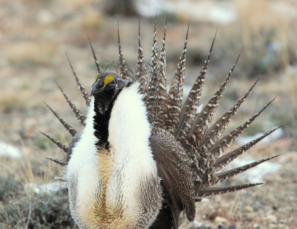 Greater Sage Grouse –  Male | Walden, Colorado | April, 2009