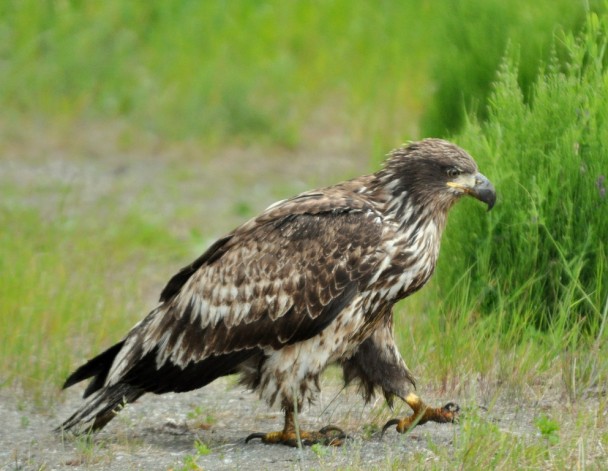 Bald Eagle | Haines, Alaska | June, 2011