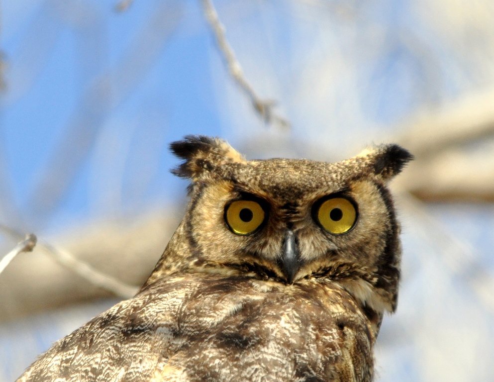 Great Horned Owl | Lordsburg, New Mexico | December, 2011