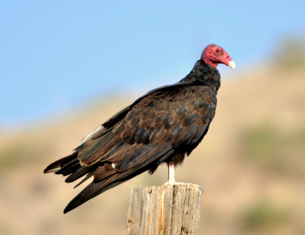 Turkey Vulture | Lordsburg, New Mexico | September, 2011