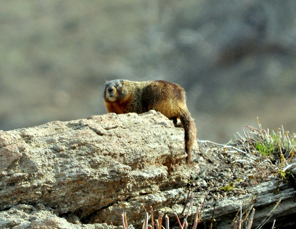 Marmot – Yellow-bellied | Yellowstone National Park | May, 2011