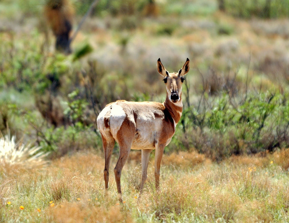 Pronghorn – Female | Lordsburg, New Mexico | September, 2011