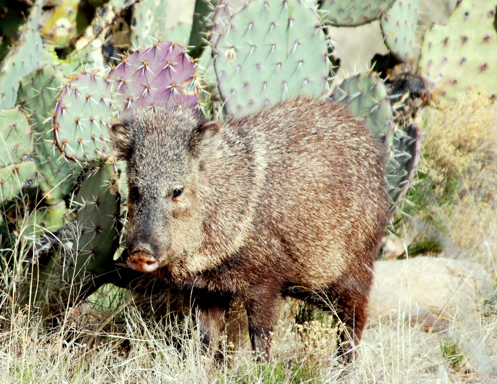 Javelina | Lordsburg, New Mexico | March, 2009
