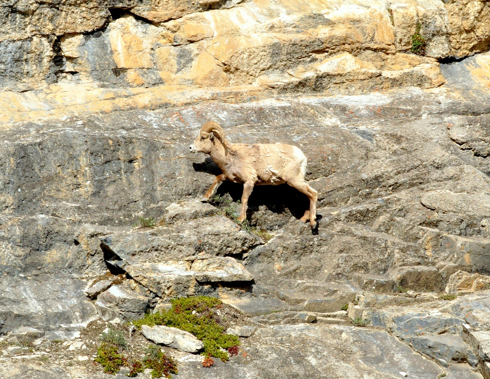 Bighorn Sheep – Ram | Jasper, Alberta | June, 2011