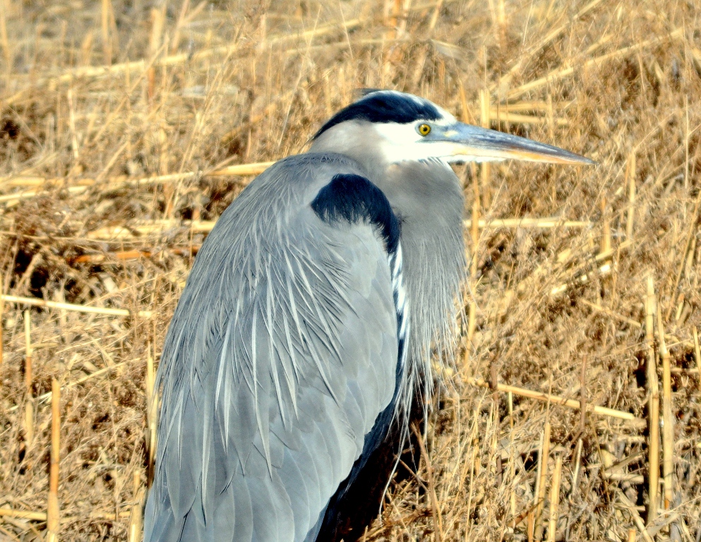 Great Blue Heron | Bosque del Apache | January, 2010