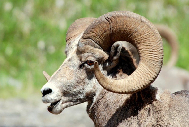 Bighorn Sheep – Ram | Radium Hot Springs, British Columbia | June, 2009