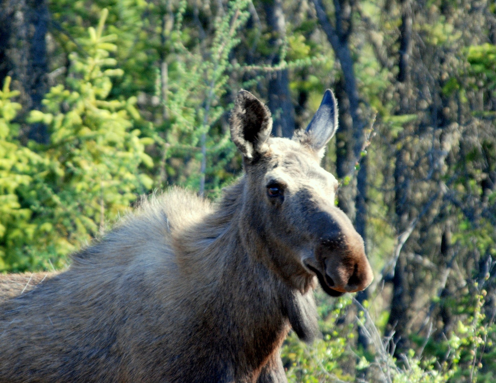 Moose – Cow | Tok, Alaska | May, 2009