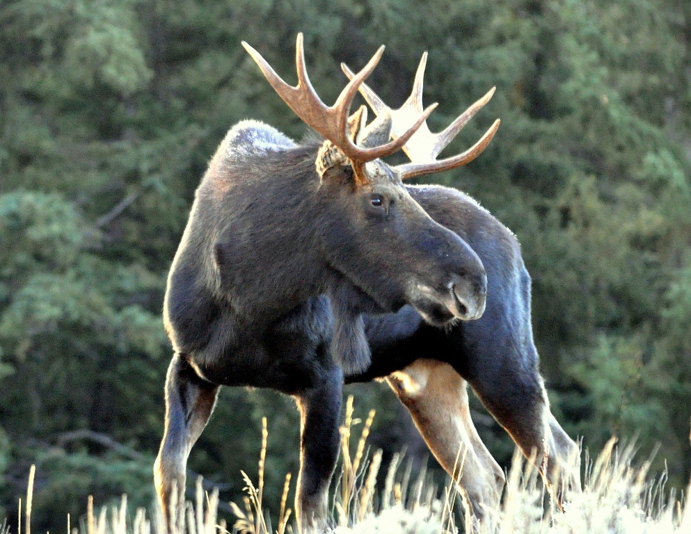 Moose – Bull | Jackson Hole, Wyoming | October, 2009
