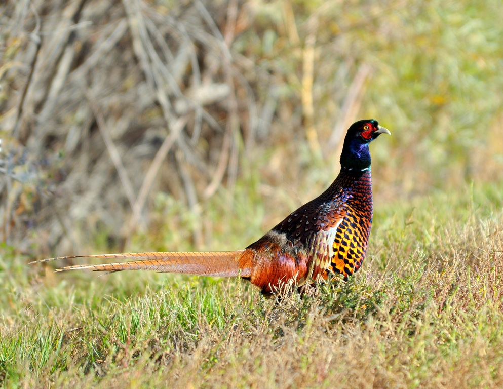 Ring-necked Pheasant – Male | Bosque del Apache | October, 2009