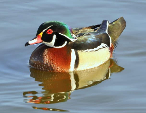 Wood Duck – Male | Albuquerque, New Mexico | March, 2011