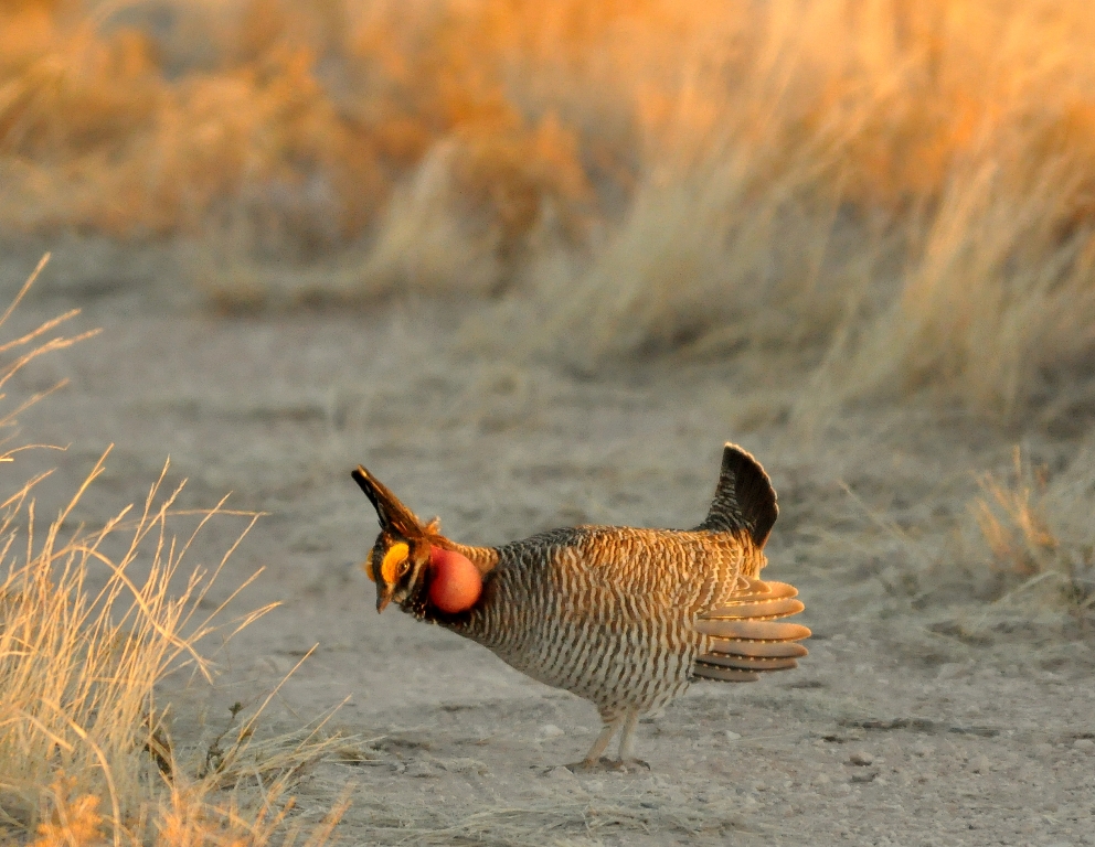 Lesser Prairie-Chicken – Male | Roswell, New Mexico | April, 2011