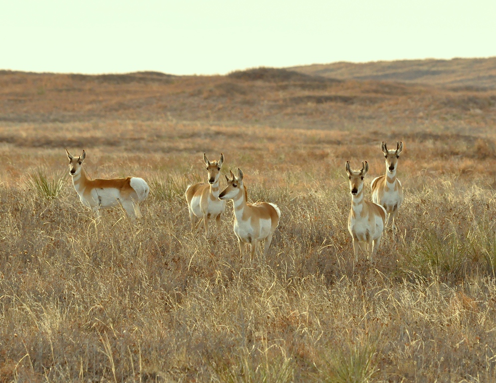 Pronghorns | Roswell, New Mexico | April, 2011