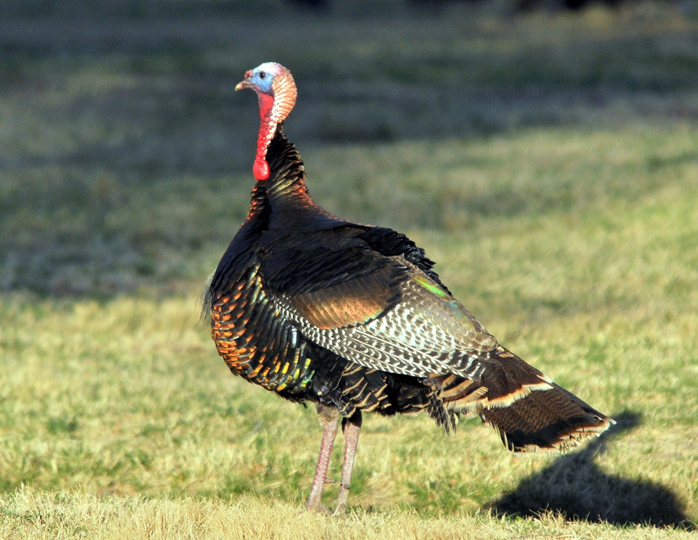 Wild Turkey – Male | Carlsbad, New Mexico | April, 2011
