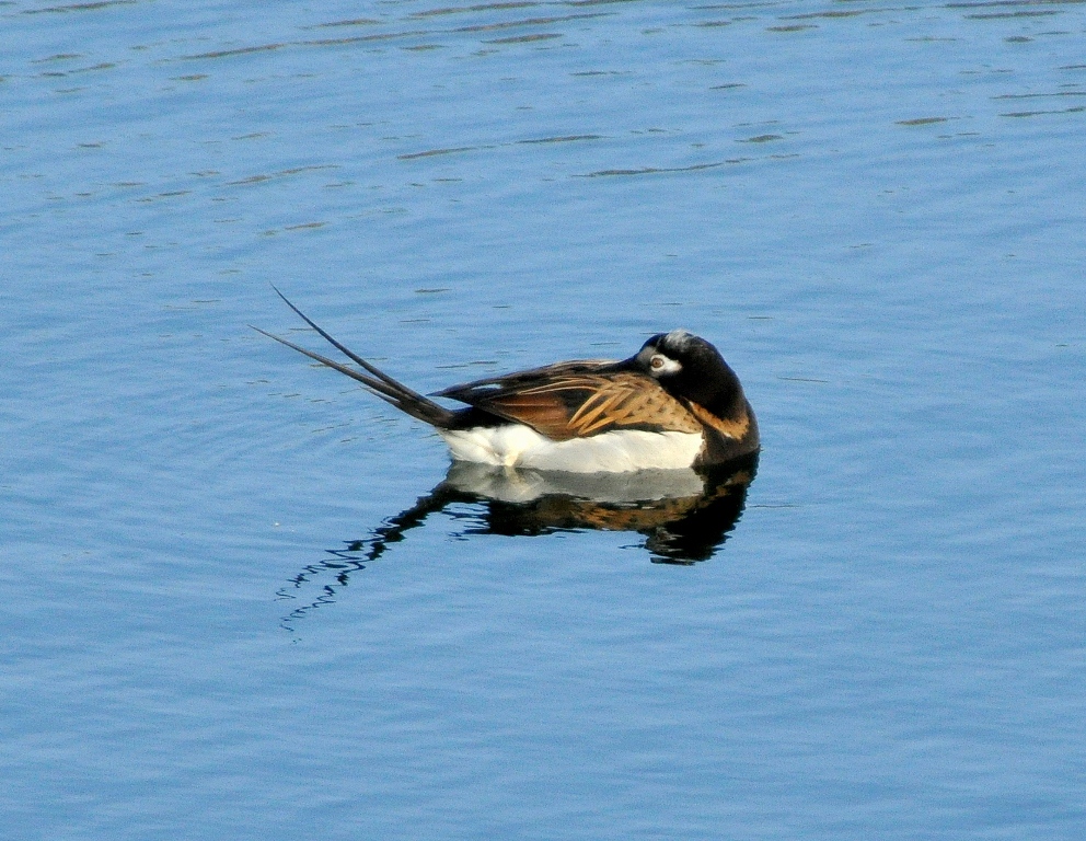 Long-tailed Duck – Male | Dawson City, Yukon Territory | June, 2011