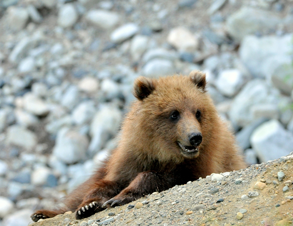 Brown Bear – Cub | Haines, Alaska | June, 2011