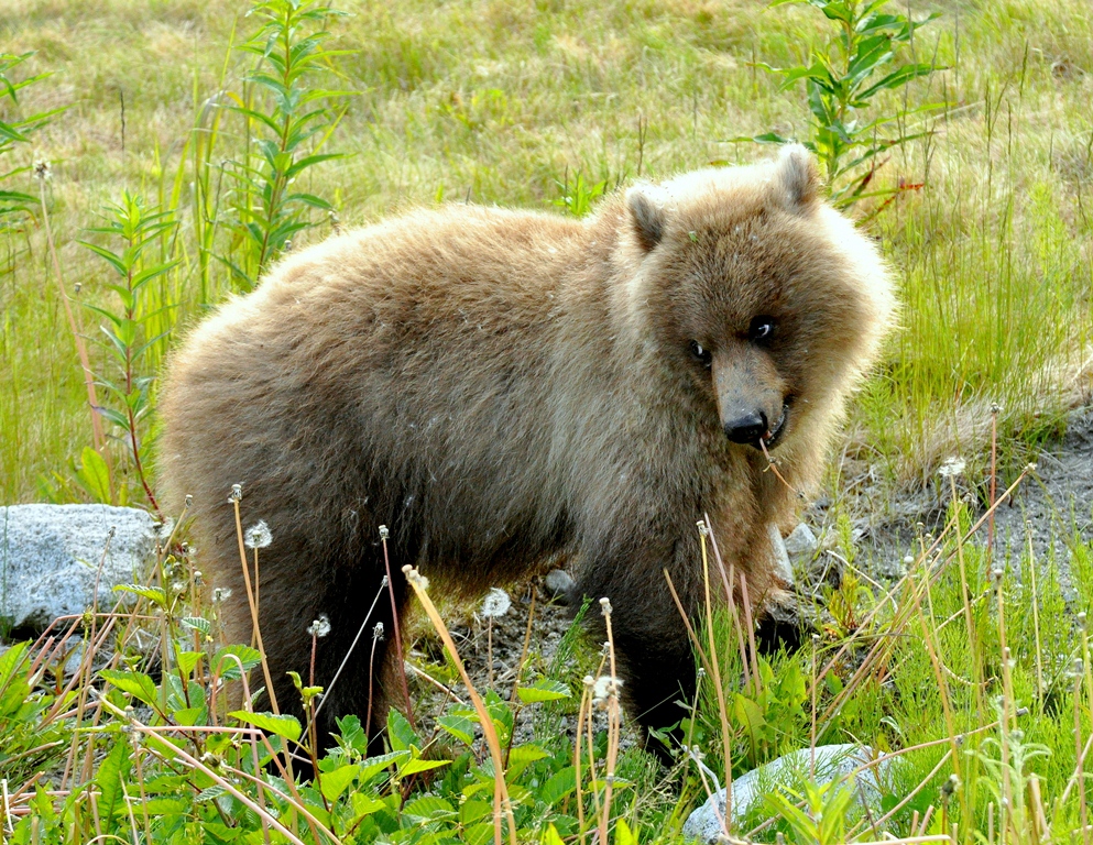 Brown Bear – Cub | Haines, Alaska | June, 2011