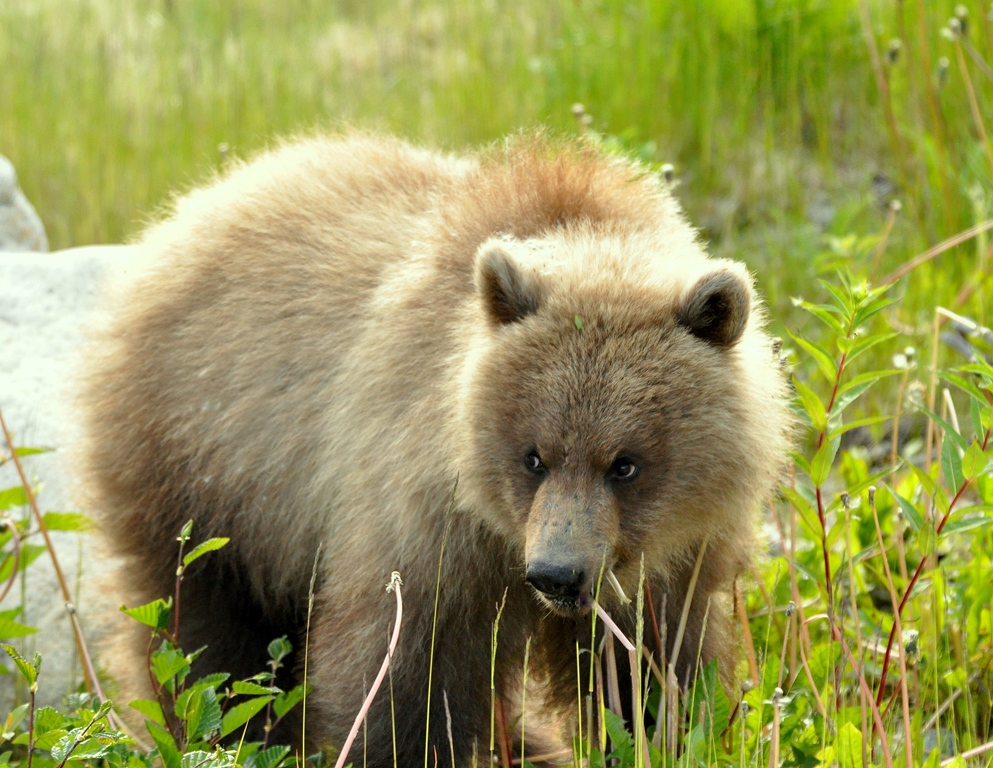 Brown  Bear – Cub | Haines, Alaska | June, 2011