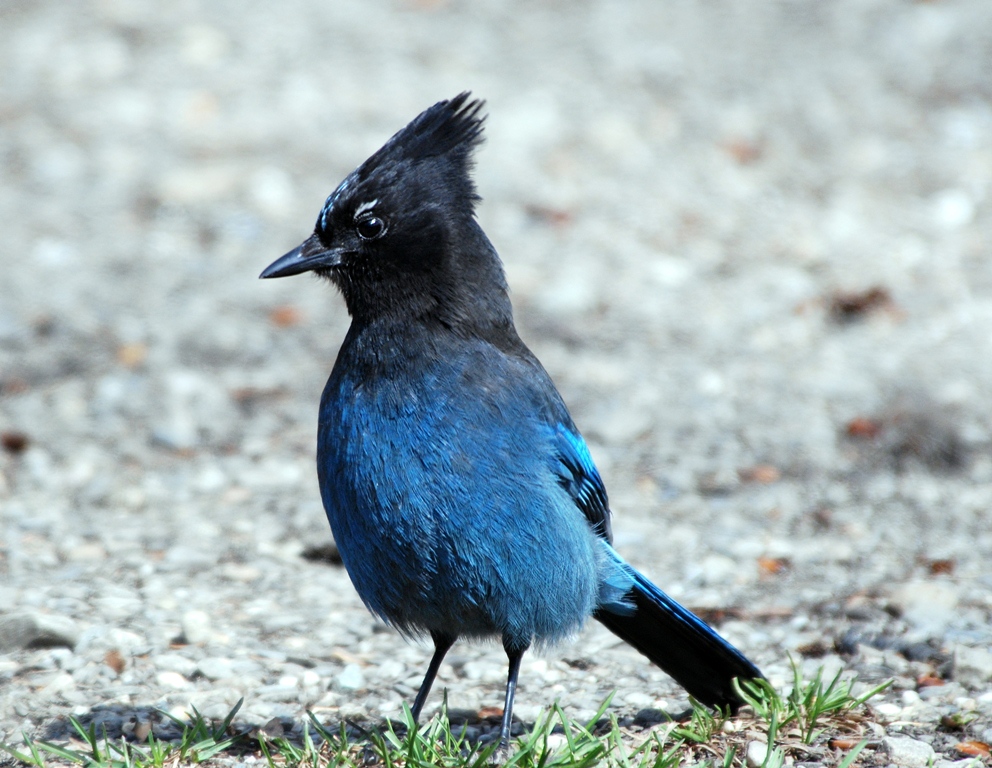 Steller’s Jay  | Chetwynd, British Columbia | May, 2009