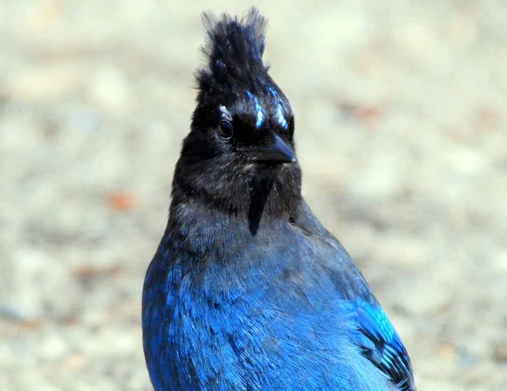 Steller’s Jay | Chetwynd, British Columbia | May, 2009