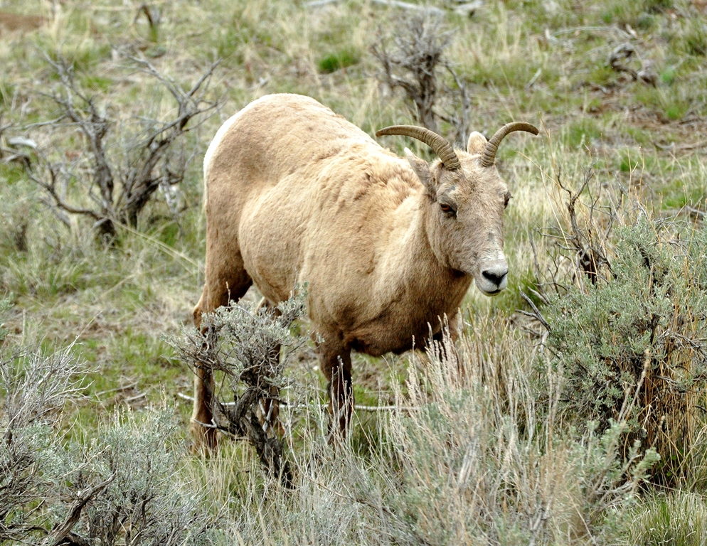 Bighorn – Ewe | Yellowstone National Park | May, 2011