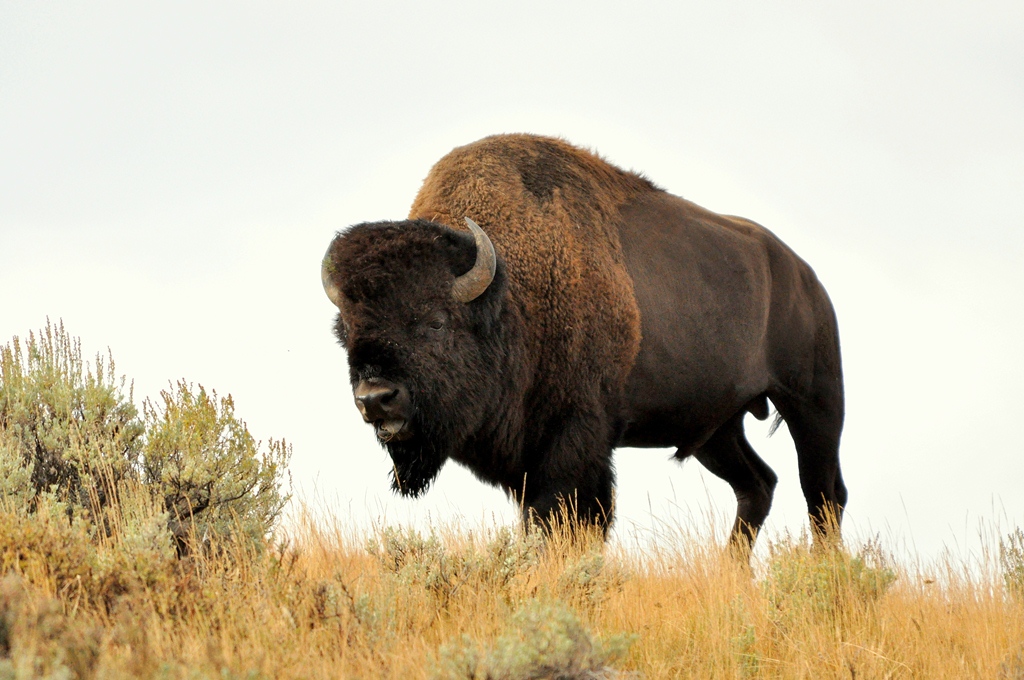 Bison – Bull | Yellowstone National Park | May, 2010