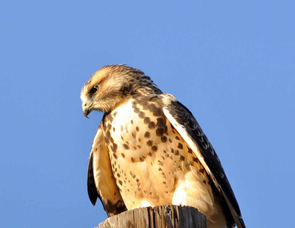 Swainson’s Hawk – Immature | Alamosa, Colorado | September, 2010
