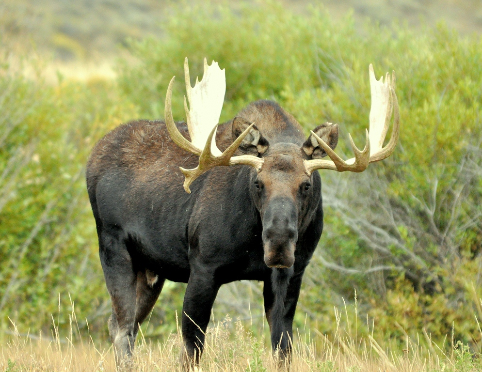 Moose – Bull | Walden, Colorado | September, 2010