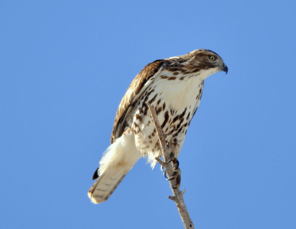 Red-tailed Hawk – Juvenile | Bosque del Apache | December, 2011