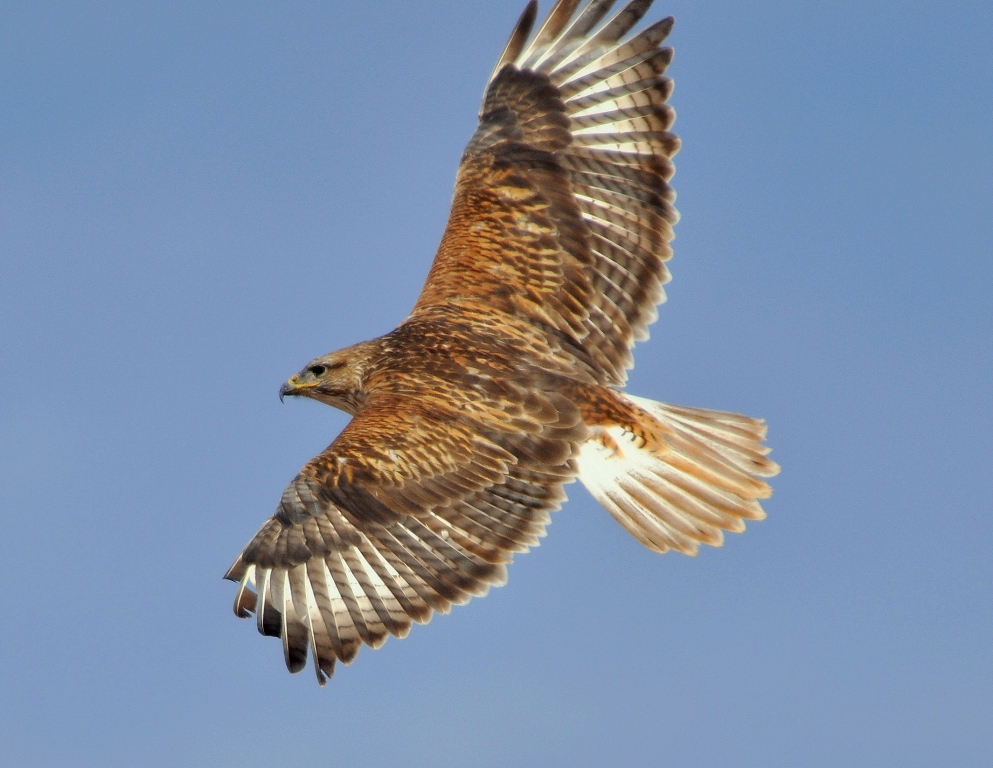 Ferruginous Hawk | Estancia, New Mexico | January, 2012