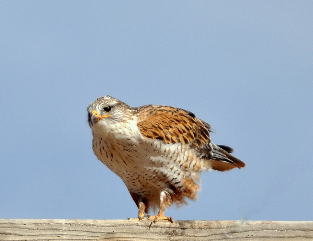 Ferruginous Hawk | Estancia, New Mexico | January, 2012