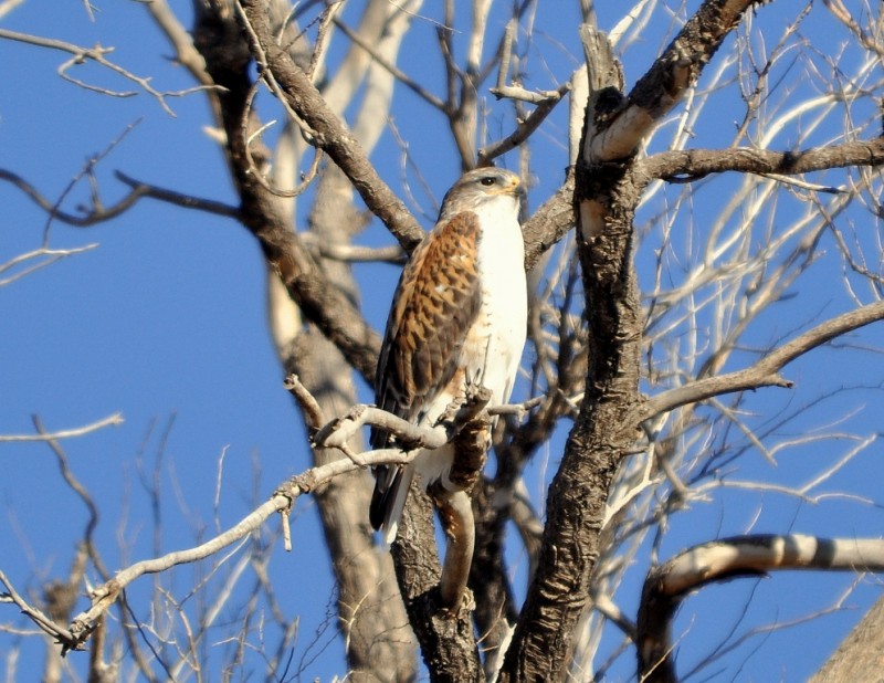 Ferruginous Hawk | Estancia, New Mexico | February, 2012
